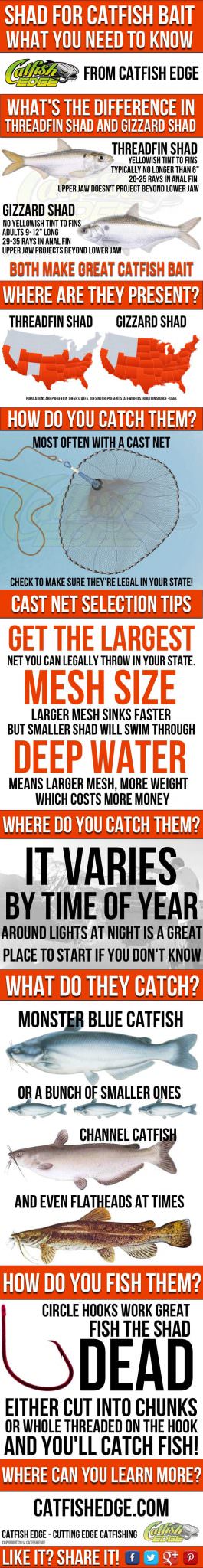 Essential Guide To Using Shad For Catfish Bait