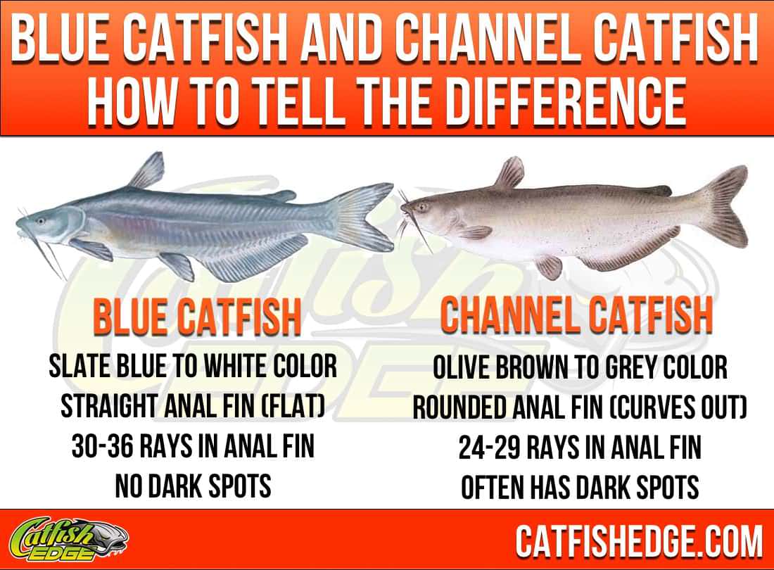Image result for blue channel cat.