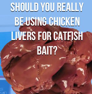 Chicken Livers Catfish Bait