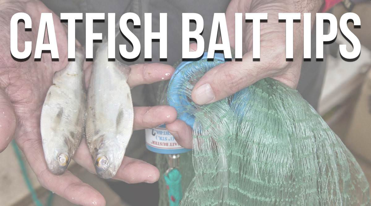What Is The Best Bait To Use For Cat Fishing at Dawn Jenkins blog