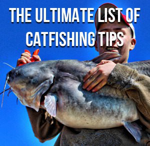 catfishing on catnet summary catfishing on catnet summary