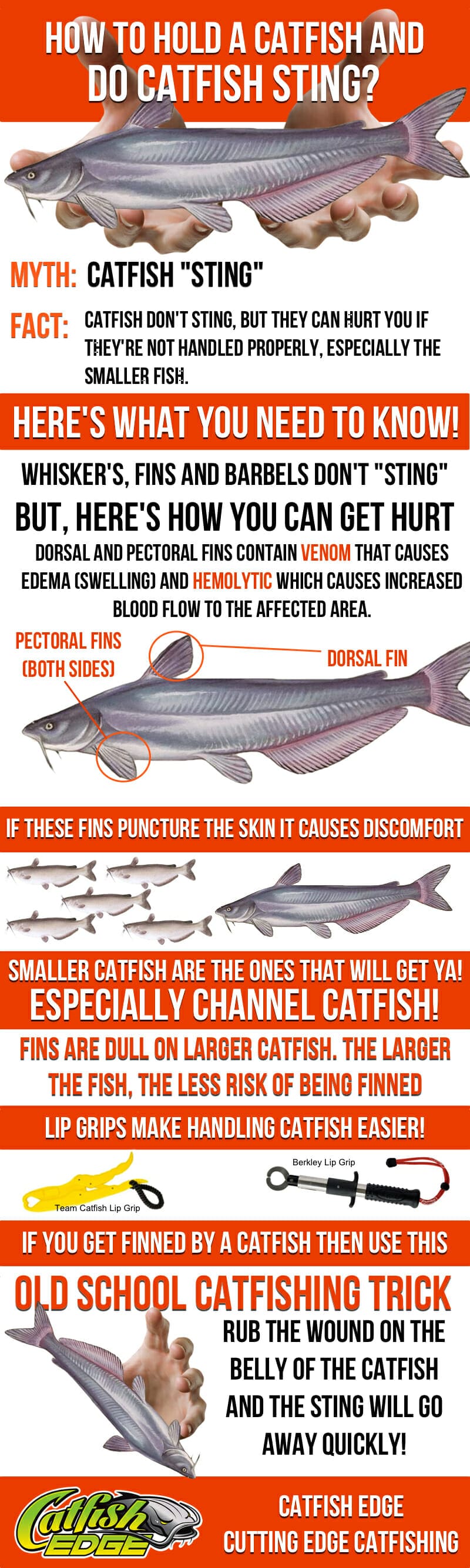 How To Hold a Catfish (and Do Catfish Sting)?