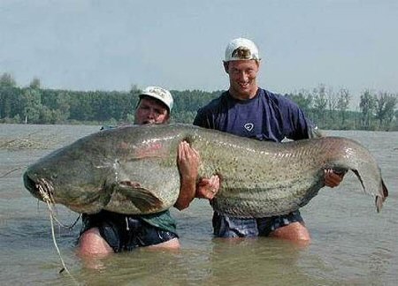 World Record Catfish, The Top 4 Trophy Blue Cats