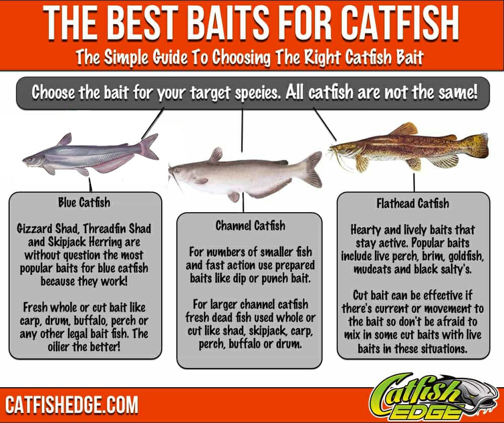 Best Catfish Bait The Top 5 Catfish Baits Made Simple